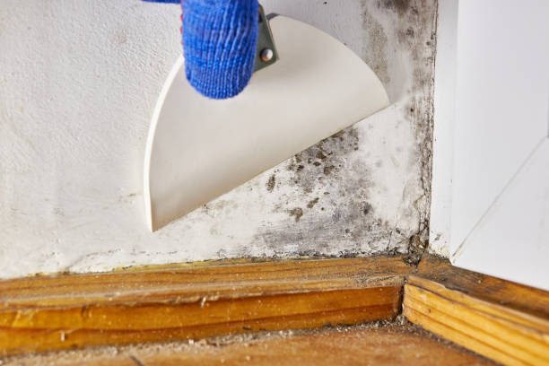 Best Forensic Mold Investigation  in Keizer, OR