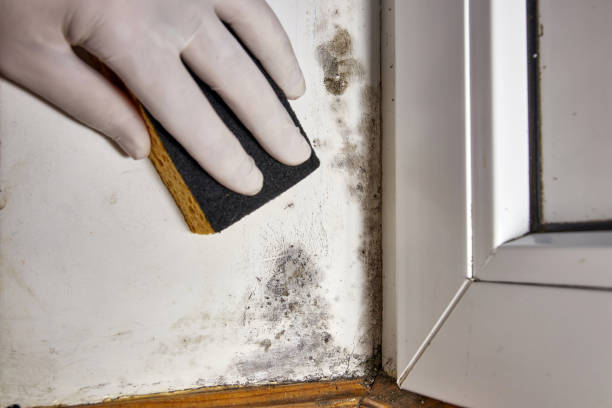 Best Crawl Space Mold Remediation  in Keizer, OR